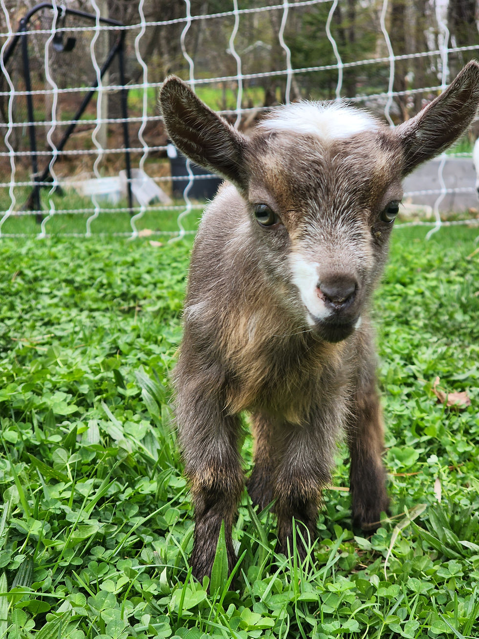 Goat Scams Are Everywhere: How to Outsmart Them and Protect Yourself
