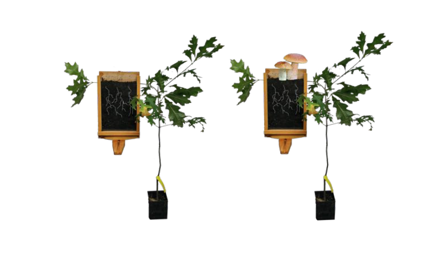 Truffle Trees with a Twist
