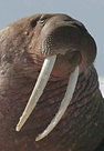 A Photo of a Walrus