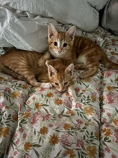 Two kittens.jpg