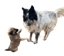 IMG_3063_edited.png