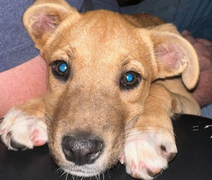 Ann Hart Spay/Neuter Program in Jackson County, TN