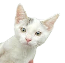 Kitty 1 Klein_edited.png