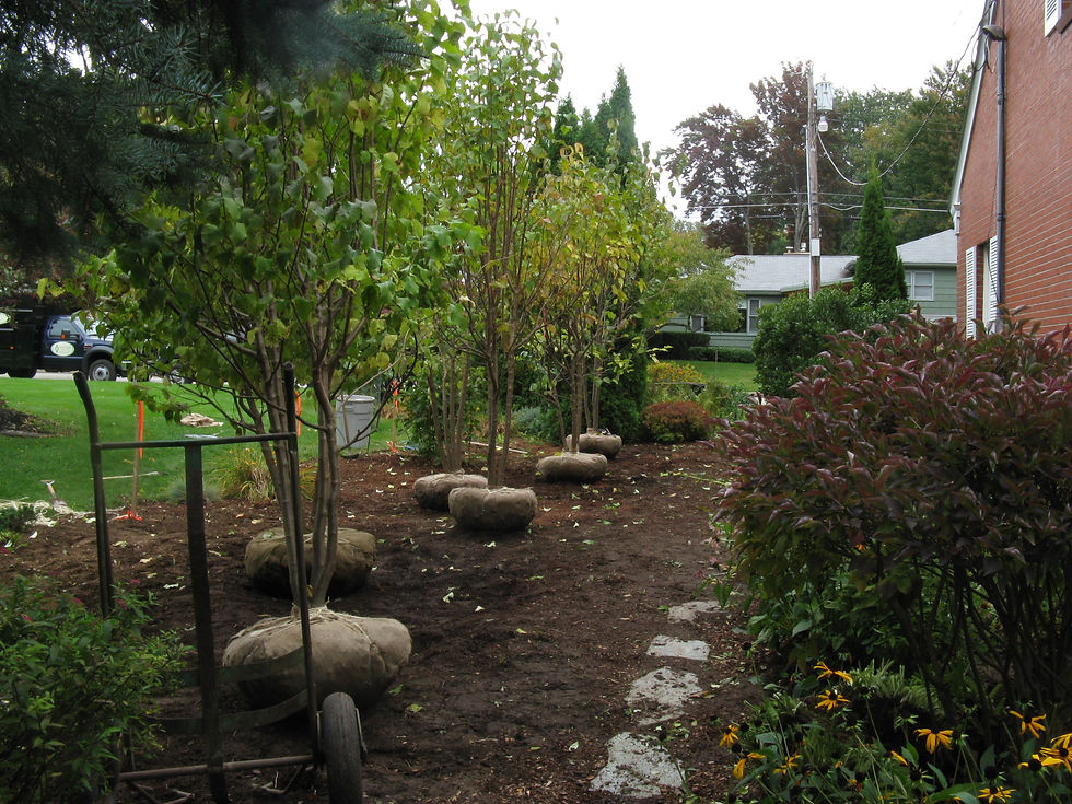 Tree planting, Burlington, Vermont
