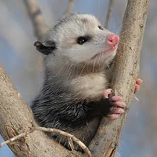 Tips For Attracting Opossums To Your Property