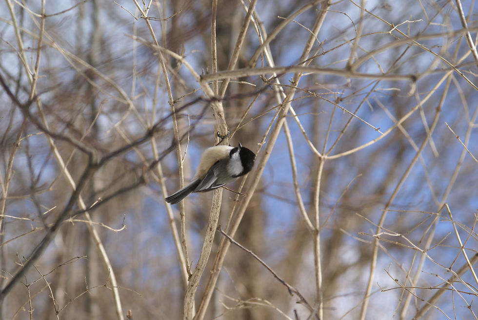 Chickadee defying gravity