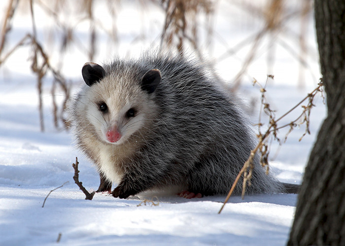 Creating A Winter Opossum Shelter