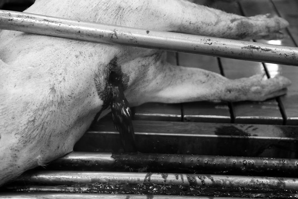 reportage photo documentaire abattoir travail 