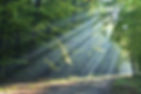 Forest_edited.jpg