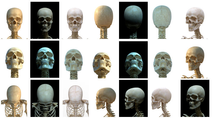 Thumbnail: Anatomy Series: The Human Skull Reference Collection (Digital Download)