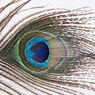 peacock-feather-81458_1920.jpg