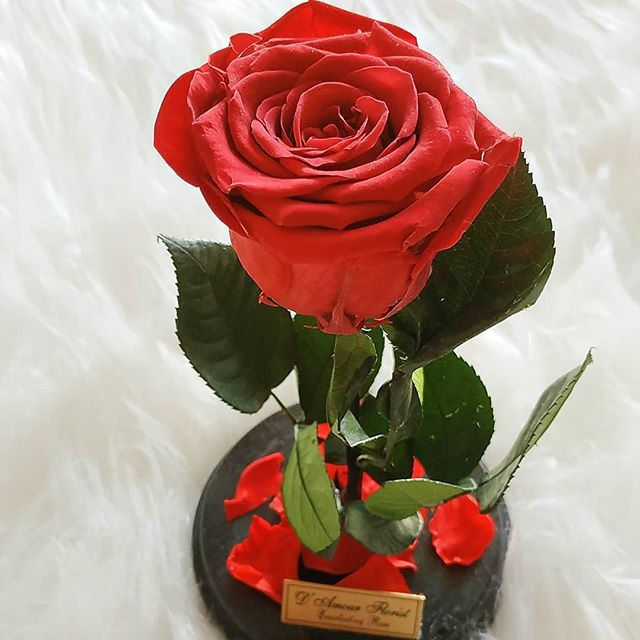 Thumbnail: Red Beauty and the Beast Premium Preserved Flower