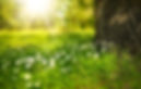 tree-g19b83299f_1920.jpg