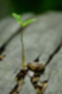 germ-gbd2958a0e_1920.jpg