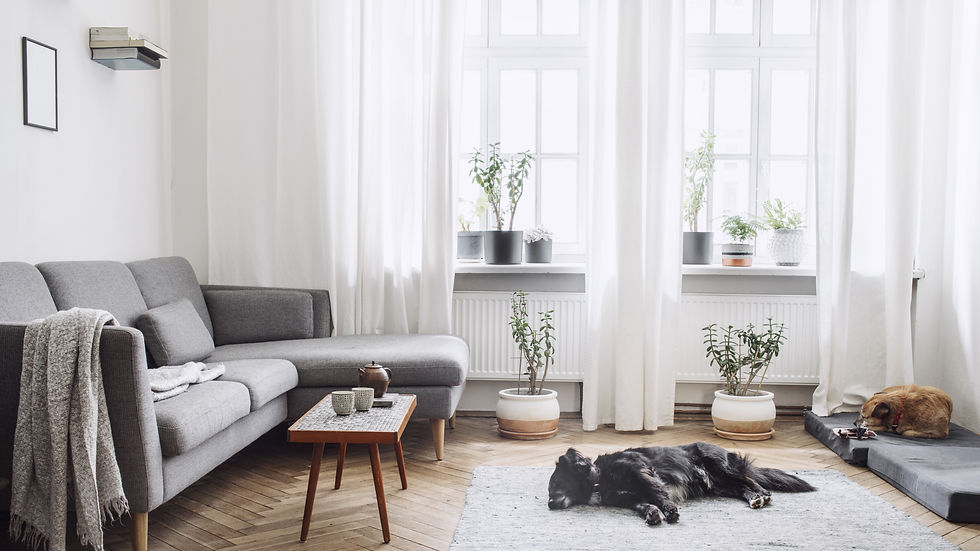 Cozy living room with a gray sofa, plants on windowsill, a black dog sleeping on a rug, and a brown dog on a mat. Bright and serene.
