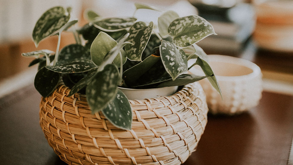 Woven basket with green variegated leaves on a table. Soft, warm lighting creates a cozy, natural atmosphere. Blurred background.