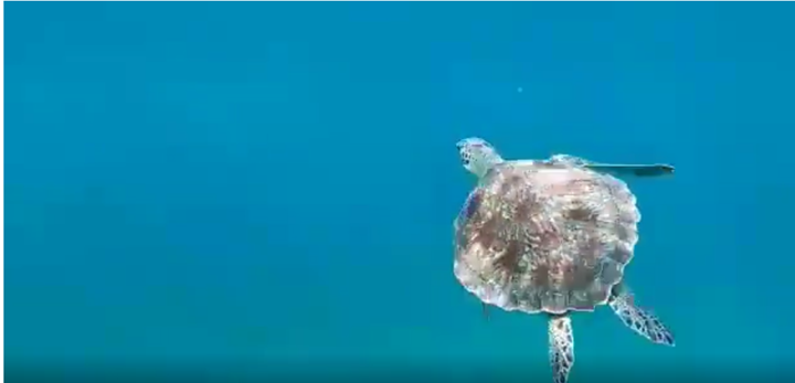 Venez découvrir les fonds marins !  