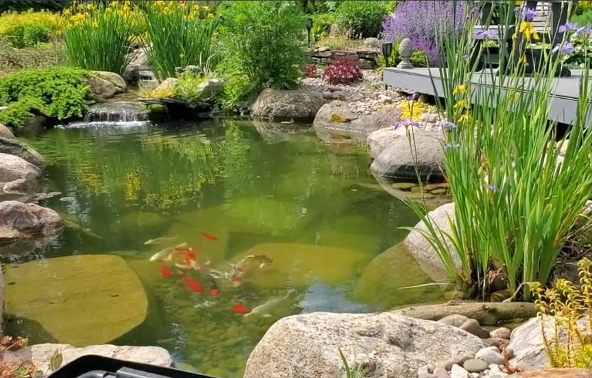 lively pond in a New York Yard