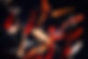Koi Graphic_edited.jpg