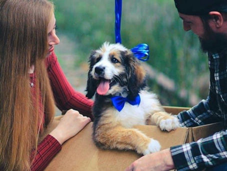Love in Every Paw Print: Why Bernedoodles are Perfect for Newlyweds