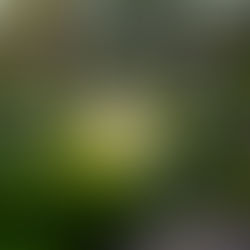 Nuveen Introduces a Global Timberland Strategy Focused on Natural Climate Solutions