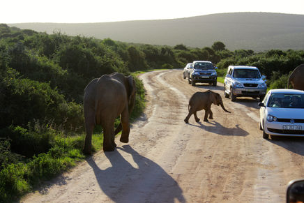 I Saw a Dead Elephant. I almost Cried.-- Addo Elephant Park, South Africa.