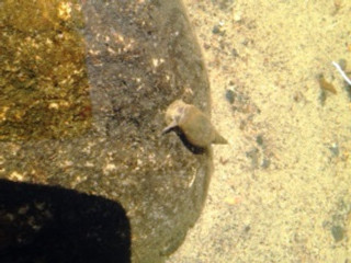snail