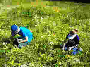 kidspickingberries