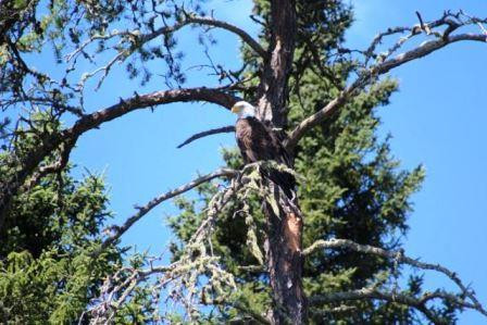 eagle