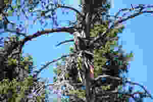 eagle