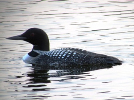 Kloeppingloon