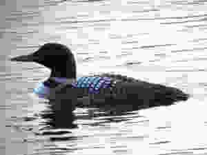 Kloeppingloon