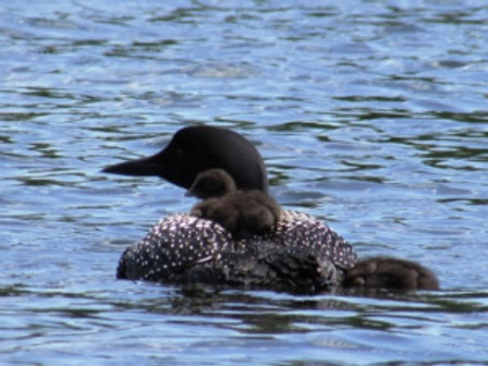 Kloeppingloonbabies