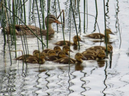 Kloeppingducks