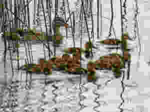Kloeppingducks