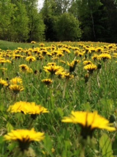 rachels scenery4