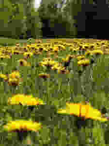 rachels scenery4