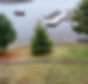 docks and our tree