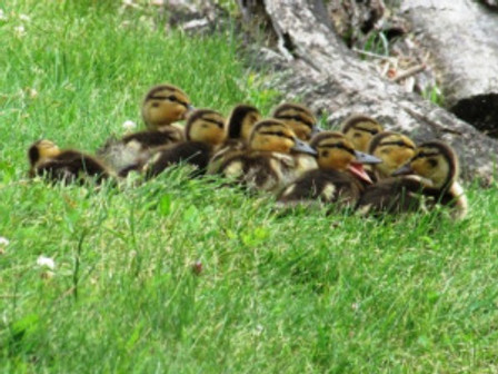 babyducksagain