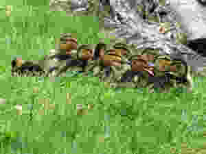babyducksagain