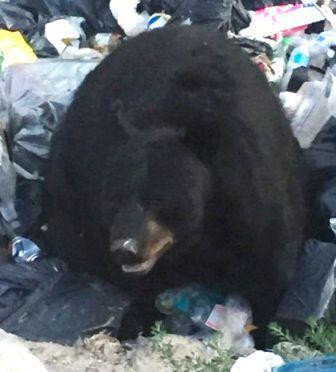 dumpbear2