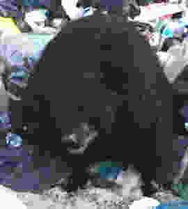 dumpbear2