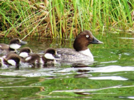 Kloeppinggoldeneyes