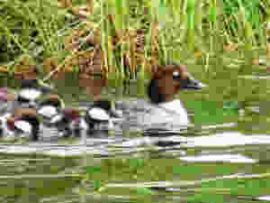 Kloeppinggoldeneyes