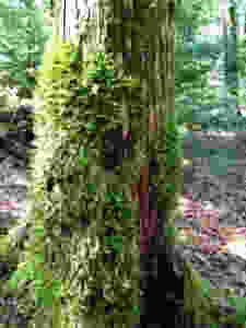 rachels scenery3