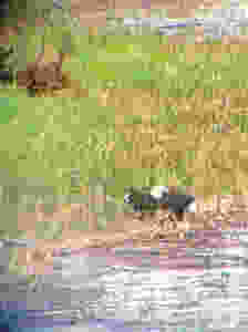eagleseatingnearEN