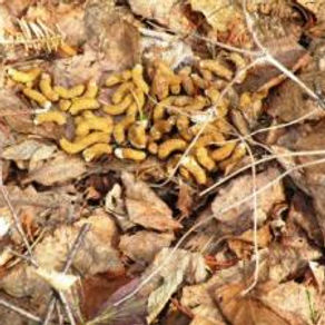 ’twas the night before opener