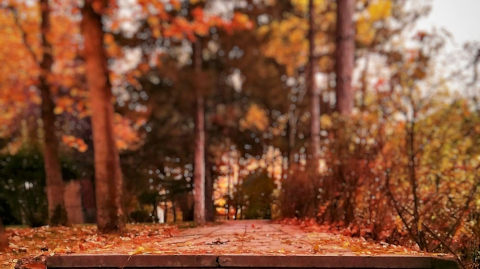 Stone steps covered in fallen leaves lead into a forest with vibrant orange and yellow autumn foliage, creating a serene, tranquil scene.