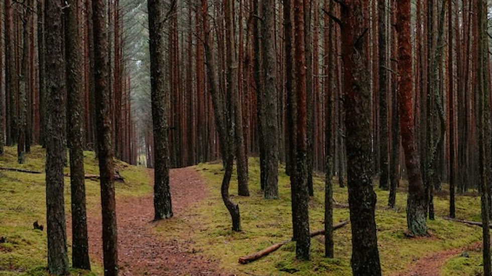 Forest scene with tall, straight pine trees and a forked dirt path on a mossy floor. Overcast sky creates a calm, serene mood.