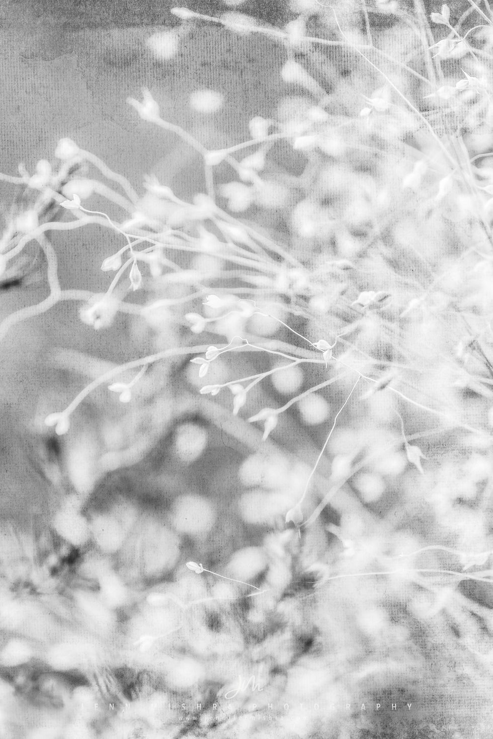 Impression Plants 6 Monochrome